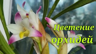 Немного цветущих орхидей [upl. by Aitret]