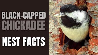 Blackcapped Chickadee  Nest Facts [upl. by Enyak]