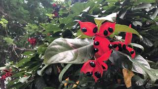 Sterculia lanceolata [upl. by Leopoldine]