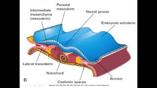 trilaminar germ disc formation part 2 [upl. by Lyndel]