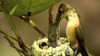 Mother and Baby Hummingbirds in Nest from Hatch to Fledge [upl. by Ahseyi968]