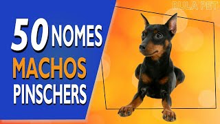 50 NOMES PARA PINSCHERS MACHOS [upl. by Ahsata]