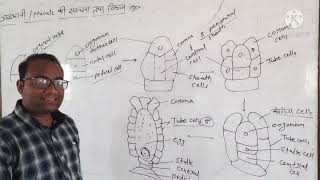 lecture9 Chara  nuculeoogonium structure and development [upl. by Arikihs502]