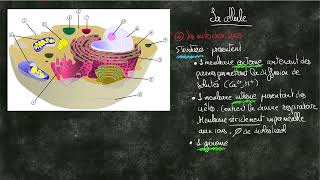 La cellule animale [upl. by Aklog]