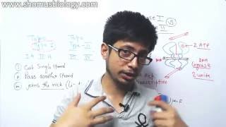 Topoisomerase 1 and 2 mechanism [upl. by Oria]