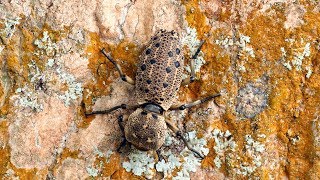 Ironclad Beetle  Beautiful insect with armor protection Zopherinae eating lichen [upl. by Elo]