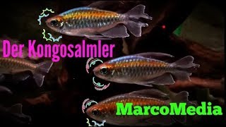 Der Blaue Kongosalmler Phenacogrammus interruptus [upl. by Cosetta705]