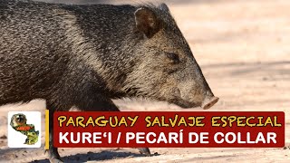 Paraguay Salvaje Especial Kurei Pecari de collar [upl. by Mullac551]