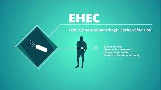 EHEC  Enterohaemorrhagic Escherichia coli detection bioMérieuxs solution [upl. by Deppy755]