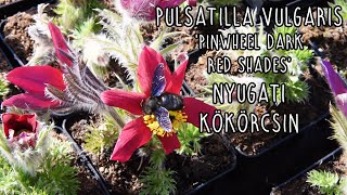 Pulsatilla vulgaris Pinwheel Dark Red Shades  Sötétpiros nyugati kökörcsin [upl. by Gnal]