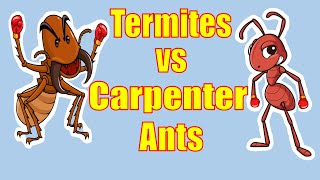 Whos Eating Your House Termites or Carpenter Ants [upl. by Lertnahs]