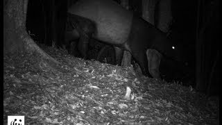 WWF Camera Trap  Malayan Tapir in Mae Wong National Park WWFThailand [upl. by Nidraj]