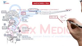 Ficha resumen Ginecología Amenorrea primaria ENAMENARMSERUMS [upl. by Ainimreh554]