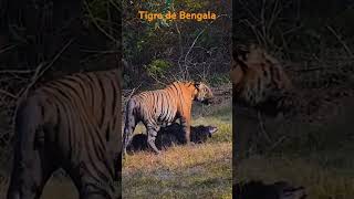 O grandioso TIGRE DE BENGALA [upl. by Niuq]