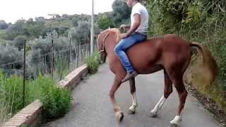 Cavallo al galoppo [upl. by Riaj244]