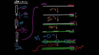 How to Create a cDNA Library [upl. by Nalehp]