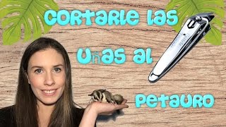 Cómo cortar las uñas a nuestro petaurosugar glider [upl. by Evslin]