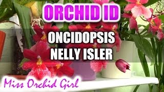 Oncidopsis Burrageara Nelly Isler  The red Orchid [upl. by Pepi260]