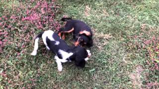 Laddie the collie playing with the cavalier babies [upl. by Hulbig]