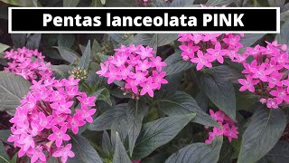 Pentas lanceolata PINK [upl. by Refinaj]