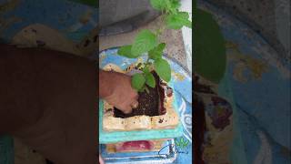 Soil Mix For Tulsi Plant Thulasi plantation tulsi plantation organic garden soilmixture shorts [upl. by Edorej770]