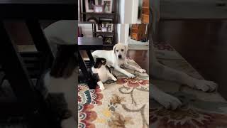 Funny Cats in Action The Ultimate Comedy Show 🐱 shorts [upl. by Loreen]