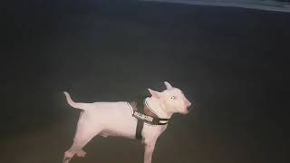 Bull terrier howling like a wolf [upl. by Casey538]