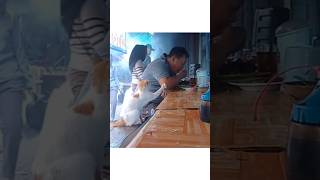 Cats Starving While Human Snack  When Will Humans Learn cat catvideos shorts catlover cats [upl. by Terris175]