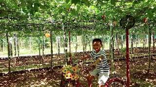 SUSANS GRAPE FARM BAUANG LA UNION [upl. by Eneirda575]