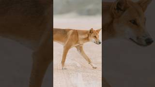 Dingo Discovery Two Separate Populations [upl. by Osugi56]