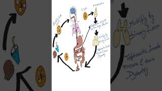 Entamoeba Histolytica Life Cycle Explained in 1 Minute short parasitologyLifeCycle simpleampeasy [upl. by Lodge]