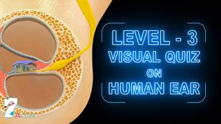 Visual Quiz on Human Ear Level  3 [upl. by Farny]