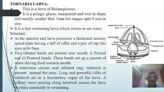 Tornaria Larva and Metamorphosis [upl. by April]