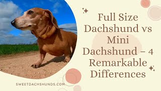 Full Size Dachshund vs Mini Dachshund – 4 Remarkable Differences [upl. by Lecirg]