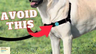 Why NoPull Harnesses Might Harm Your Dog And What to Use Instead [upl. by Center]