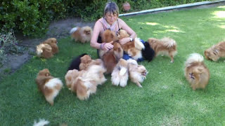 Pomeranians very HAPPY to see mom when she came back  Anjula Pomeranians Toypoms [upl. by Gigi573]