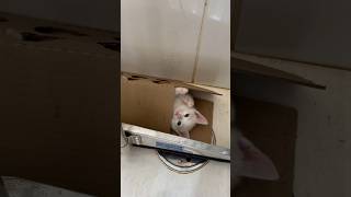 GATINHO X CAIXA DE PAPELÃO📦 gatos gato gatosfofos gatosengraçados gatofofo gatinho gatinhos [upl. by Gnav]