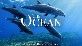 The Ocean 4K  Scenic Wildlife Film With Calming Music [upl. by Reinar]