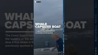 Whale capsizes boat off coast of New Hampshire [upl. by Ardnauqal]