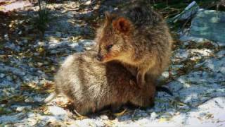 Quokka at Rottnest Island Australia [upl. by Aramat]