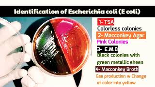 Escherichia coli E coli Identification on EMB TSA Macconkey broth amp MacConkey Agar [upl. by Notsreik789]