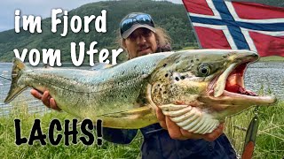 LACHS vom Ufer im Fjord Angeln in Norwegen [upl. by Eseryt]