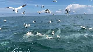 Fishing northern gannets [upl. by Pearline780]