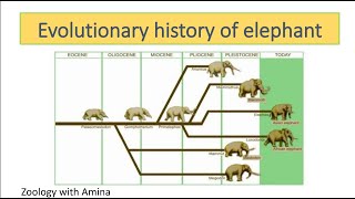 Evolutionary history of elephant  ZoologywithAmina [upl. by Aratas]