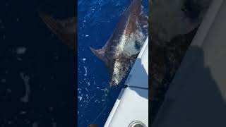 Huge marlin on the line Catch and release [upl. by Eladnek]