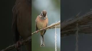 食事中のホオジロEmberiza cioides eating1443野鳥shorts [upl. by Peadar]