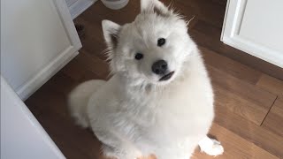 Meet Arora The Samoyed [upl. by Idou]