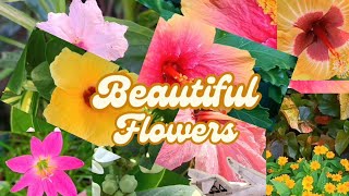 BEAUTIFUL FLOWERS 🌹🌻🌸🏵️🌼🌺 beautifulflower flowers [upl. by Anayit]