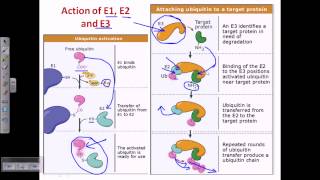 Ubiquitin and polyubiquitination [upl. by Mindi743]