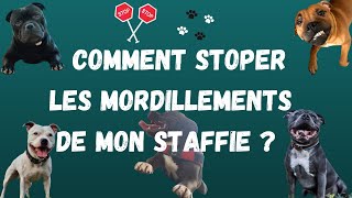 POURQUOI MON CHIEN MORDILLEIL  Astuces pour aider à arrêter les mordillements de votre Staffie [upl. by Ayeka]